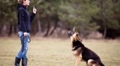 Легкий спосіб навчити собаку команді мені